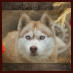 Siberian Husky Nordic Fire