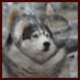 Siberian Husky Nordic Fire