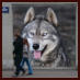 Siberian Husky Nordic Fire