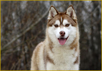 Siberian Husky