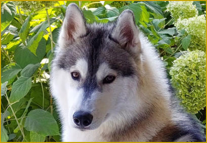 Siberian Husky