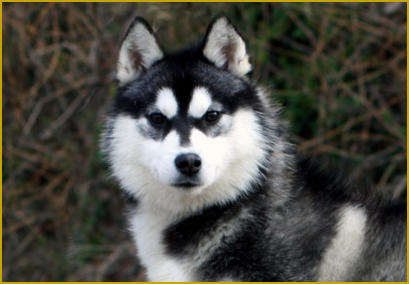 Siberian Husky