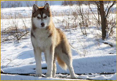 Siberian Husky