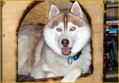 Siberian Husky