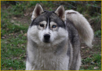 Siberian Husky