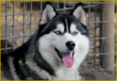 Siberian Husky