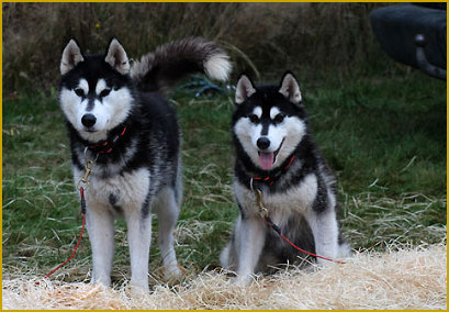 Siberian Husky