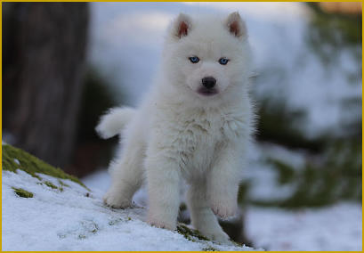 Siberian Husky