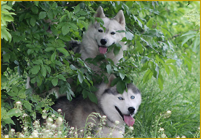 Siberian Husky