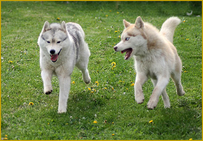 Siberian Husky