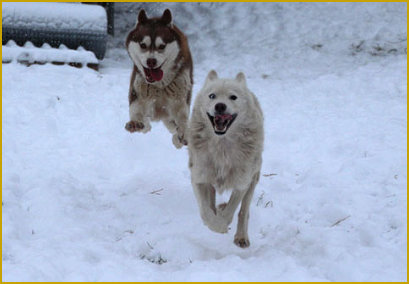 Siberian Husky