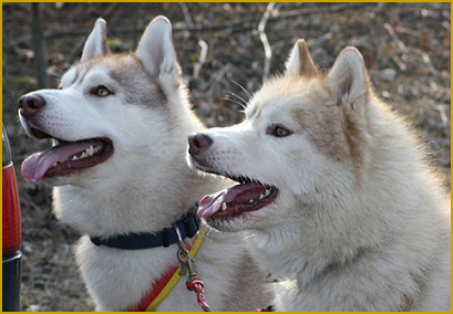 Siberian Husky