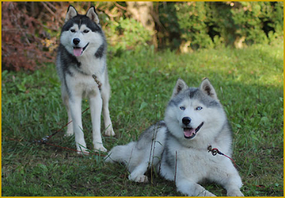 Siberian Husky