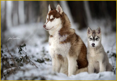 Siberian Husky