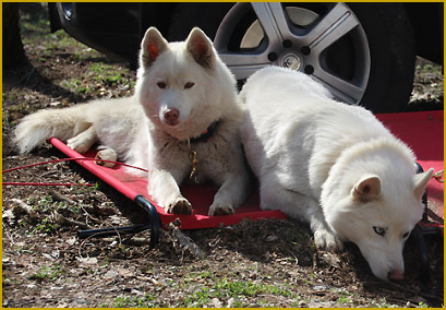 Siberian Husky