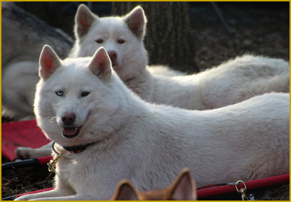 Siberian Husky