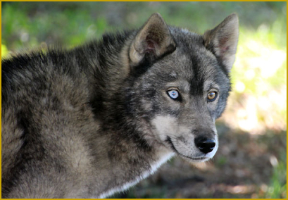 Der Wolf im Siberian Husky