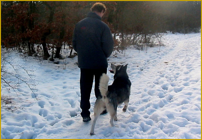  Das Kommando Fuss beim Siberian Husky