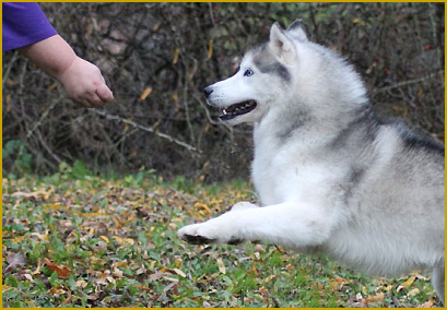 Das Kommando Hier beim Siberian Husky