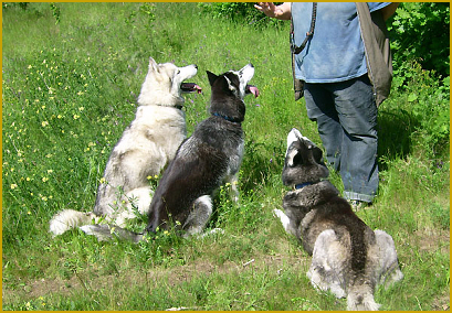  Das Kommando Platz beim Siberian Husky