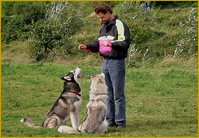 Das Kommando Sitz beim Siberian Husky