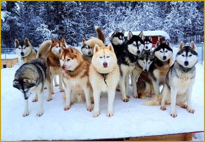 Die richtige Rangordnung beim Siberian Husky