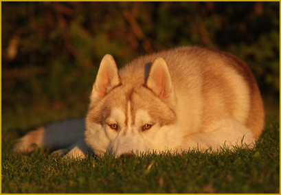 Lernerfolge durch positive Bestärkung beim Siberian Husky