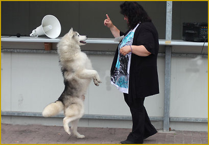 Sanfte Erziehung beim Siberian Husky