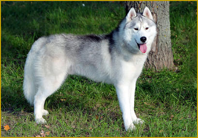 So erlernt ihr Siberian Husky seinen Namen