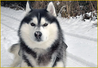 Sofortiges Abstoppen beim Siberian Husky