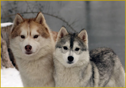 Trainings- und Verhaltenstipps bei der Ausbildung Ihres Siberian Husky