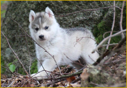 Wie lernt der Siberian Husky