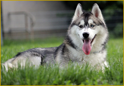 Diverse Ängste beim Siberian Husky