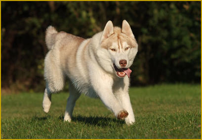 Der Siberian Husky hat Angst vor Geräuschen