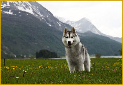 Jeder Spaziergang wird zum Stress, Ihr Husky zerrt an der Leine