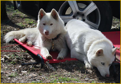 Streit ums Futter bei mehreren Siberian Huskys