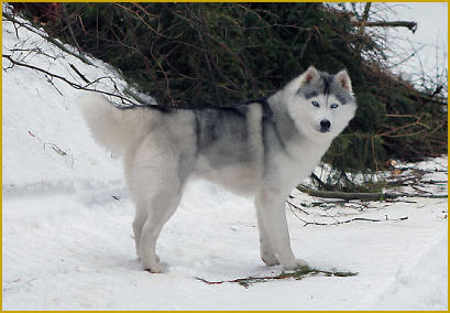 Wenn der Siberian Husky sich zu weit entfernt