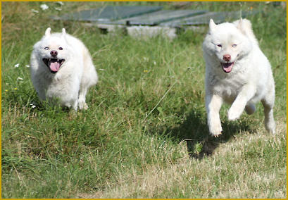 Zu zweit hören Ihre Siberian Huskys nicht mehr