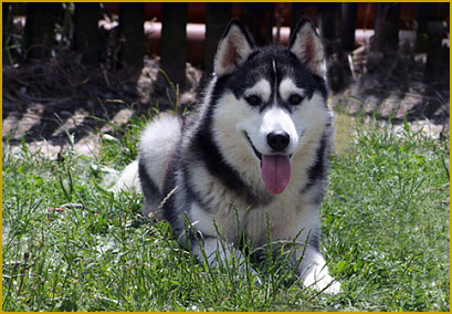 Diverse Erkrankungen bei ihrem alten Husky