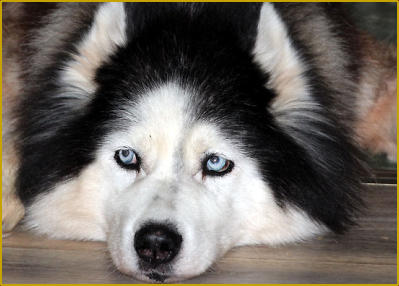 Siberian Husky of Nordic Fire