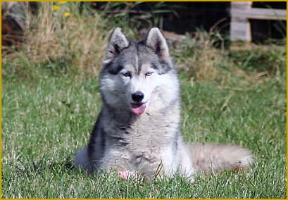 Checkliste beim Siberian Husky