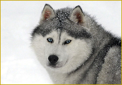 Stammbaum oder Pedigree beim Siberian Husky