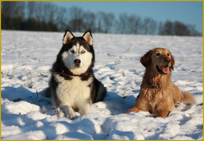 Der Bewegungsapperat des Siberian Husky