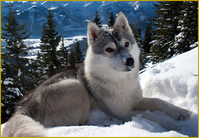 Der Verdauungsapparat des Siberian Husky