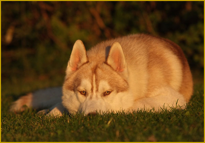 Flöhe und Ungeziefer beim Siberian Husky