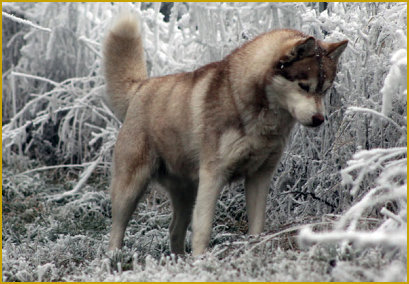 Katarakt beim Siberian Husky