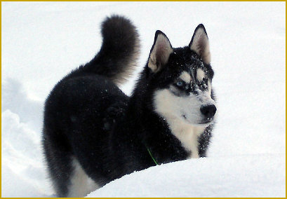 Zinkmangel beim Siberian Husky