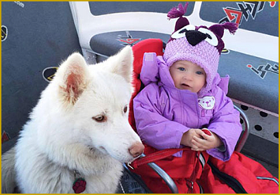 Der Siberian Husky als Familienhund