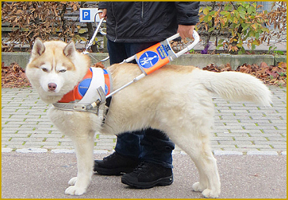 Der Siberian Husky als Therapiehund, Blindeführhund usw.