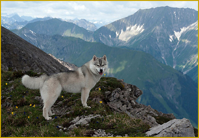 Das Jagdkontrolltraining mit dem Husky